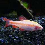 Albino Cherry Barb | Planted Tank Fish | Single