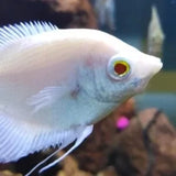 Albino Giant Gourami 3 Inches | Single