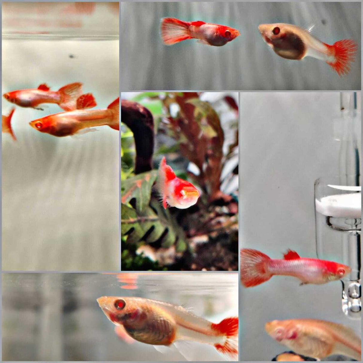 Guppy Albino Milky Pink | Male &  Female