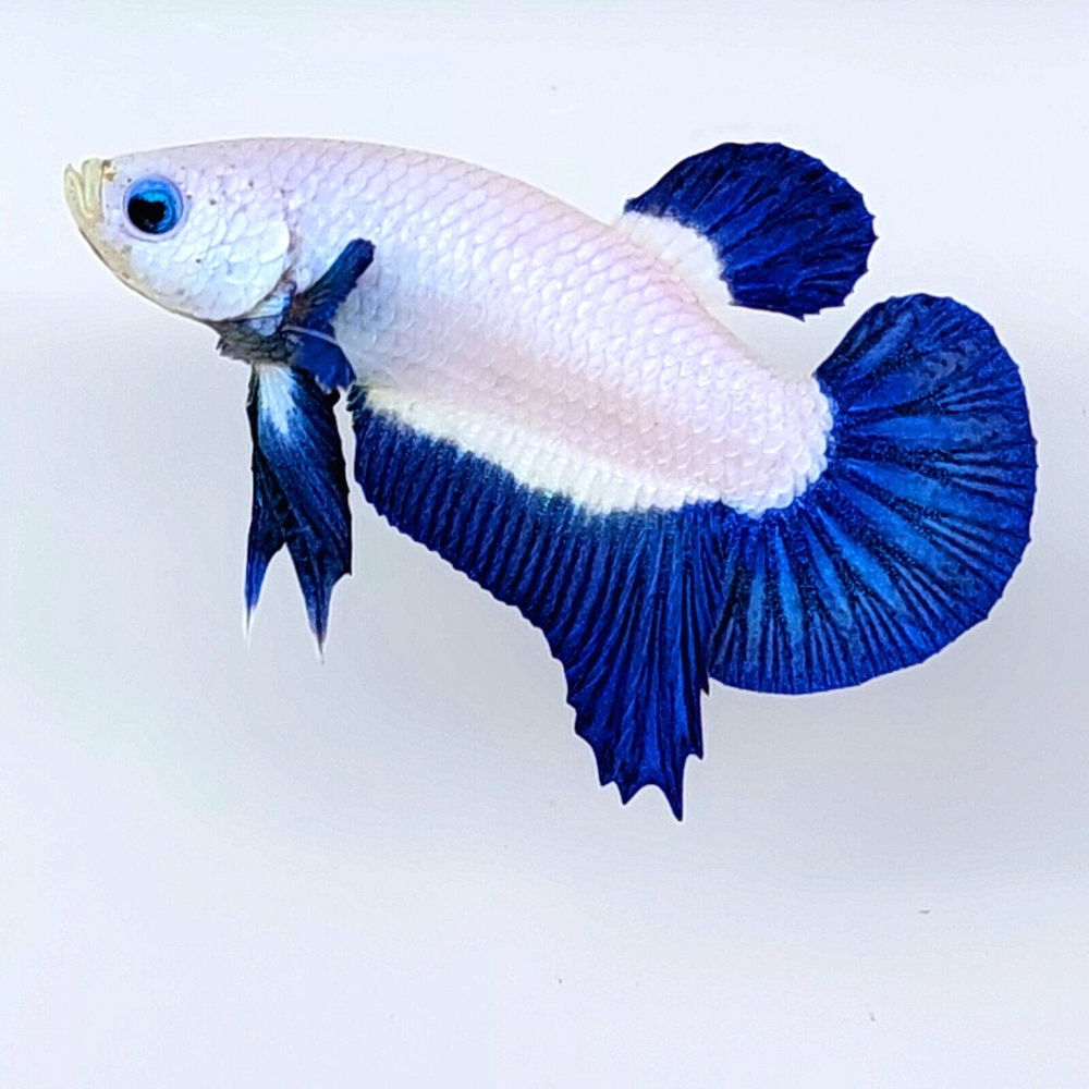 Betta Blue Rim | Male