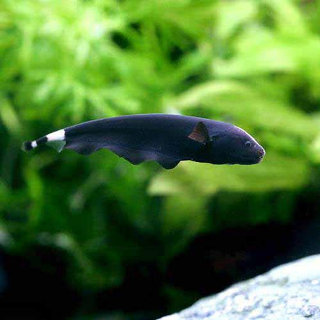 Black Ghost Knife Fish | 2.5-3 Inches | Single