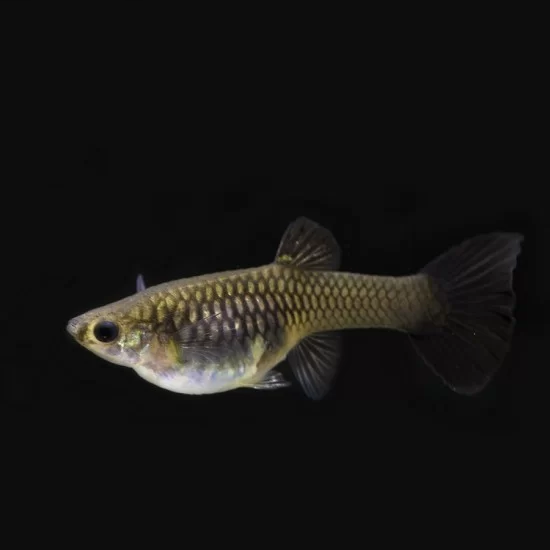 Guppy Moscow Black – cloningaquapets