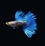 Guppy Blue Grass | Male & Female