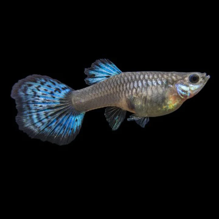 Guppy Blue Grass | Male & Female