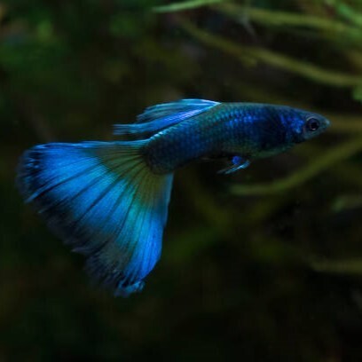 Guppy Blue Green Mosco | Male & Female | Combo (5 Pairs)