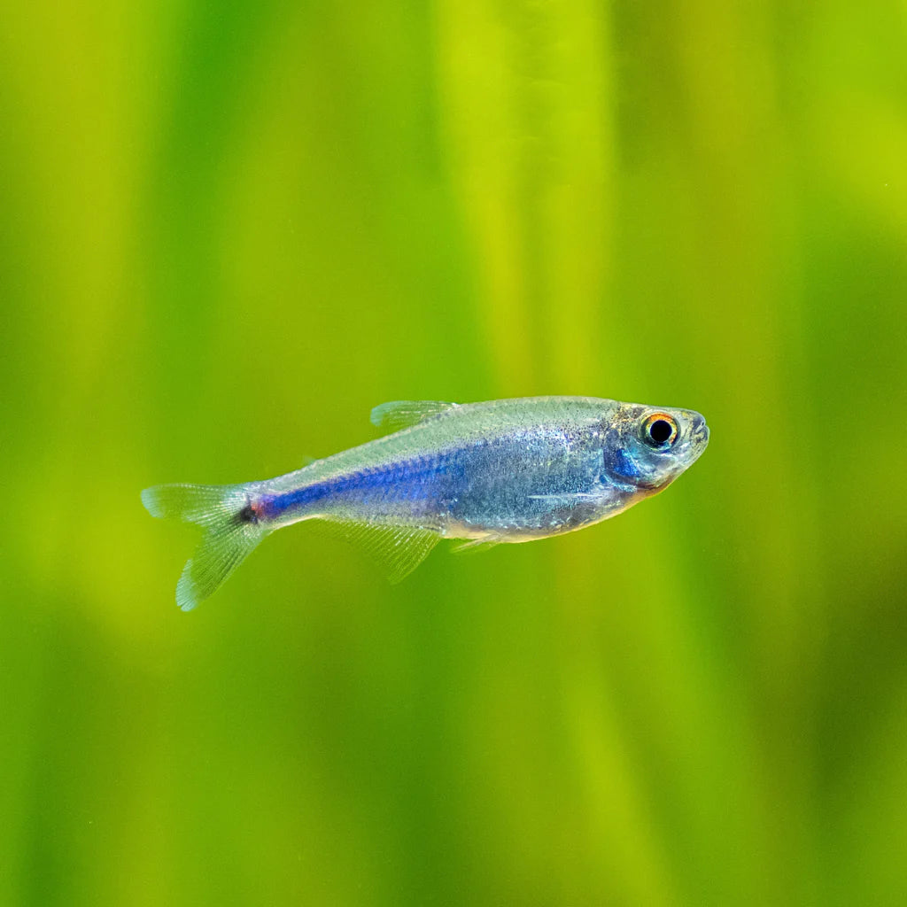 Blue King Tetra Planted Tank Fish Single cloningaquapets