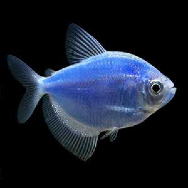 Widow Blue Color Tetra | Single