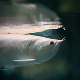 Albino Platinum silver Arowana (5-6 inches) | Single