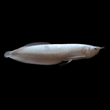 Albino Platinum silver Arowana (5-6 inches) | Single