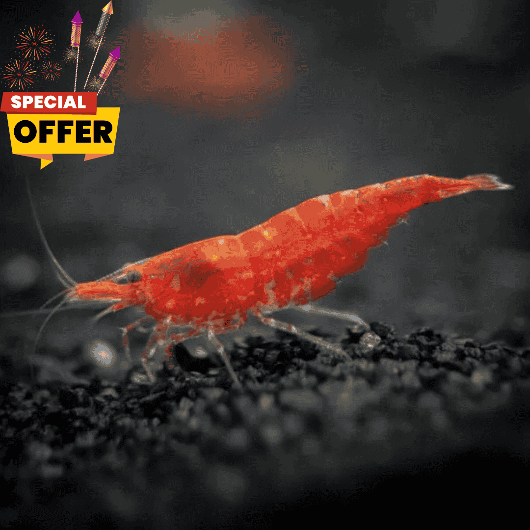 Shrimp Cherry Red Adult | Offer