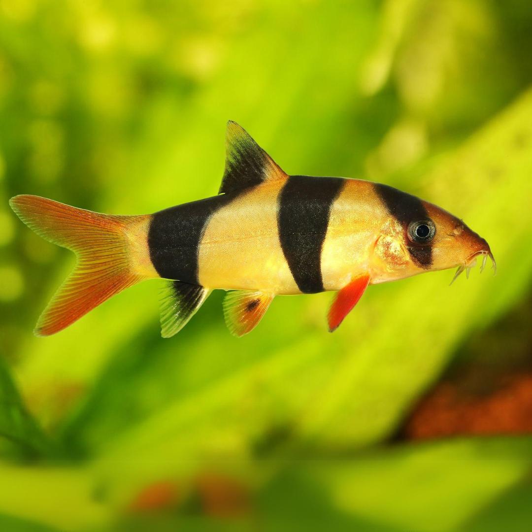 Bottom Dweller Clown Loach (2.5-3.5 Inches) | Single