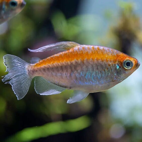 Congo Tetra (2.5-3 Inches) | Single