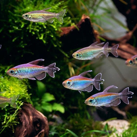 Congo Tetra (1.5 Inches) | Single