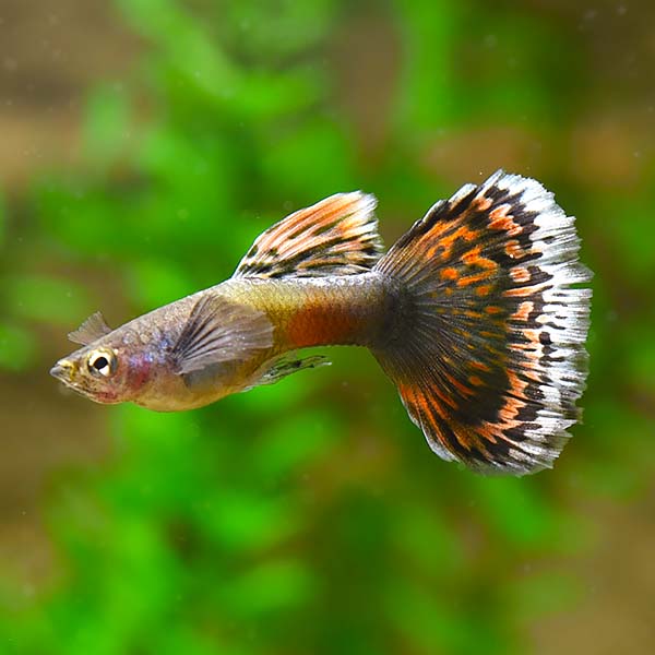 Guppy Red Dragon | Male & Female