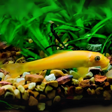 Algae Eater Golden Algae Eater (2 Inches) | Single