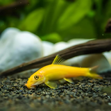 Algae Eater Golden Algae Eater (2 Inches) | Single