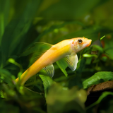 Algae Eater Golden Algae Eater (2 Inches) | Single