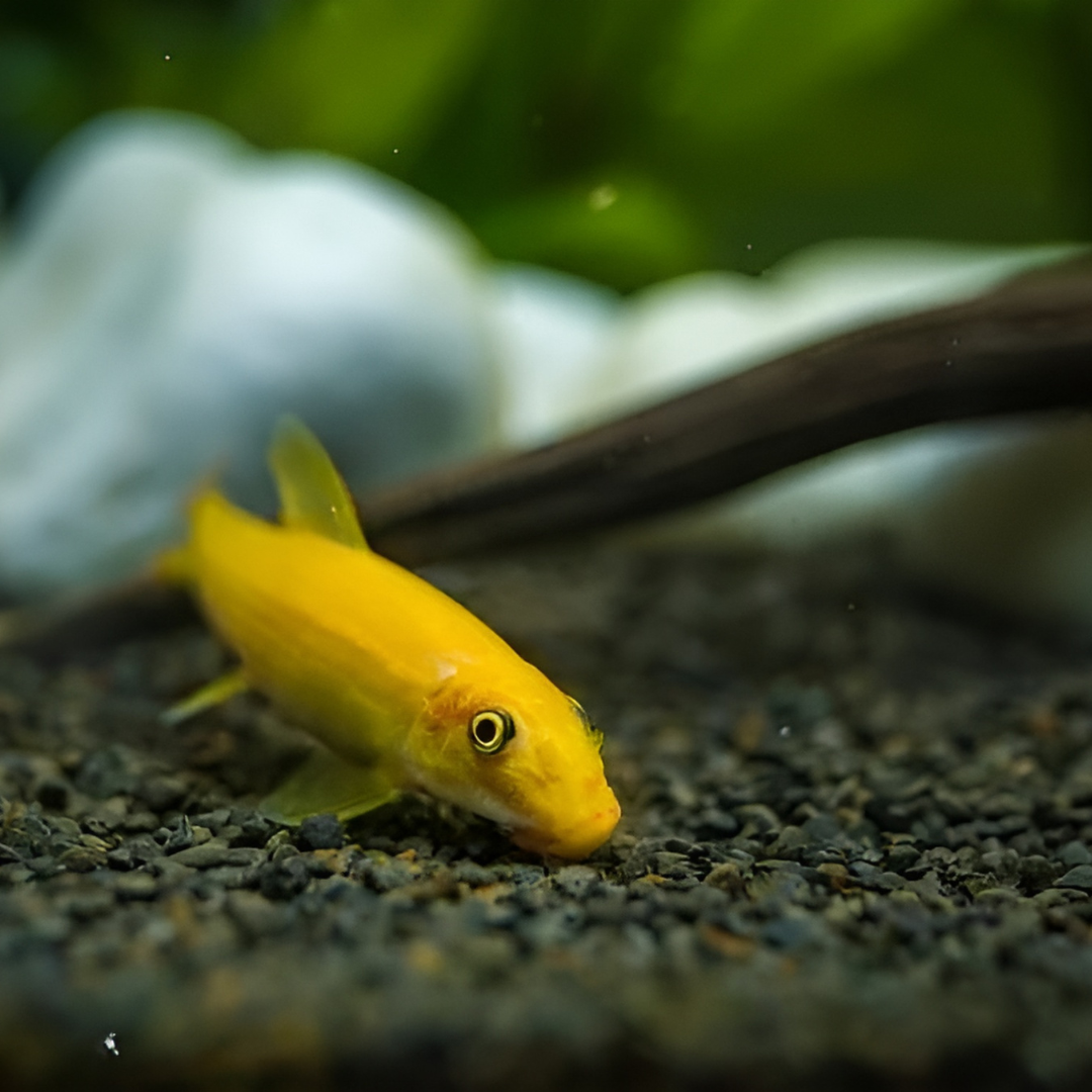 Algae Eater Golden Algae Eater (2 Inches) | Single