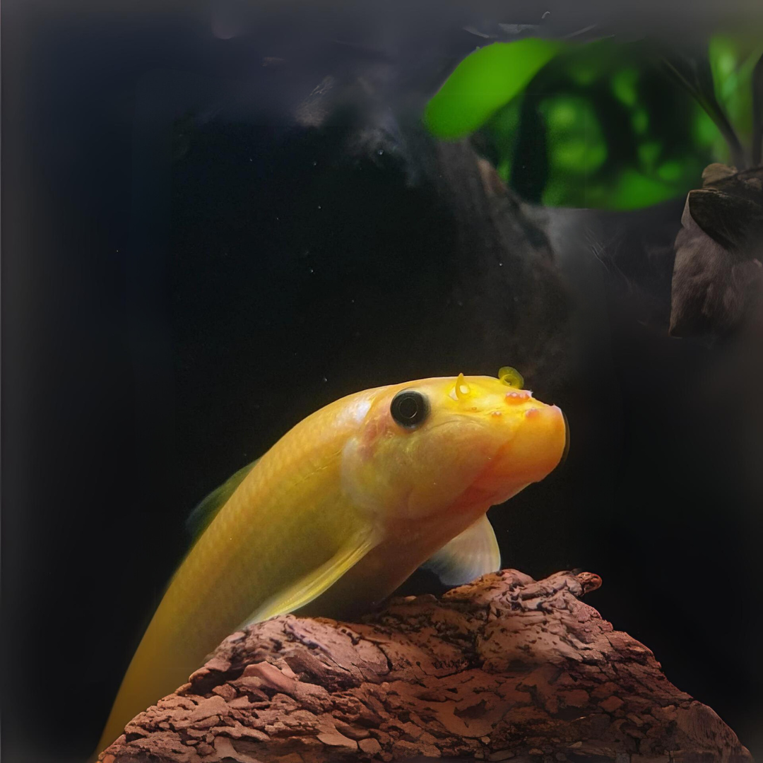 Algae Eater Golden Algae Eater (2 Inches) | Single