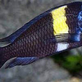 Northern Africa Lake Yellow Banded Duboisi Cichlid (1.5-2 Inches) | Single