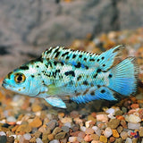 Electric Blue Jack Dempsey (2-3 Cms) | Single