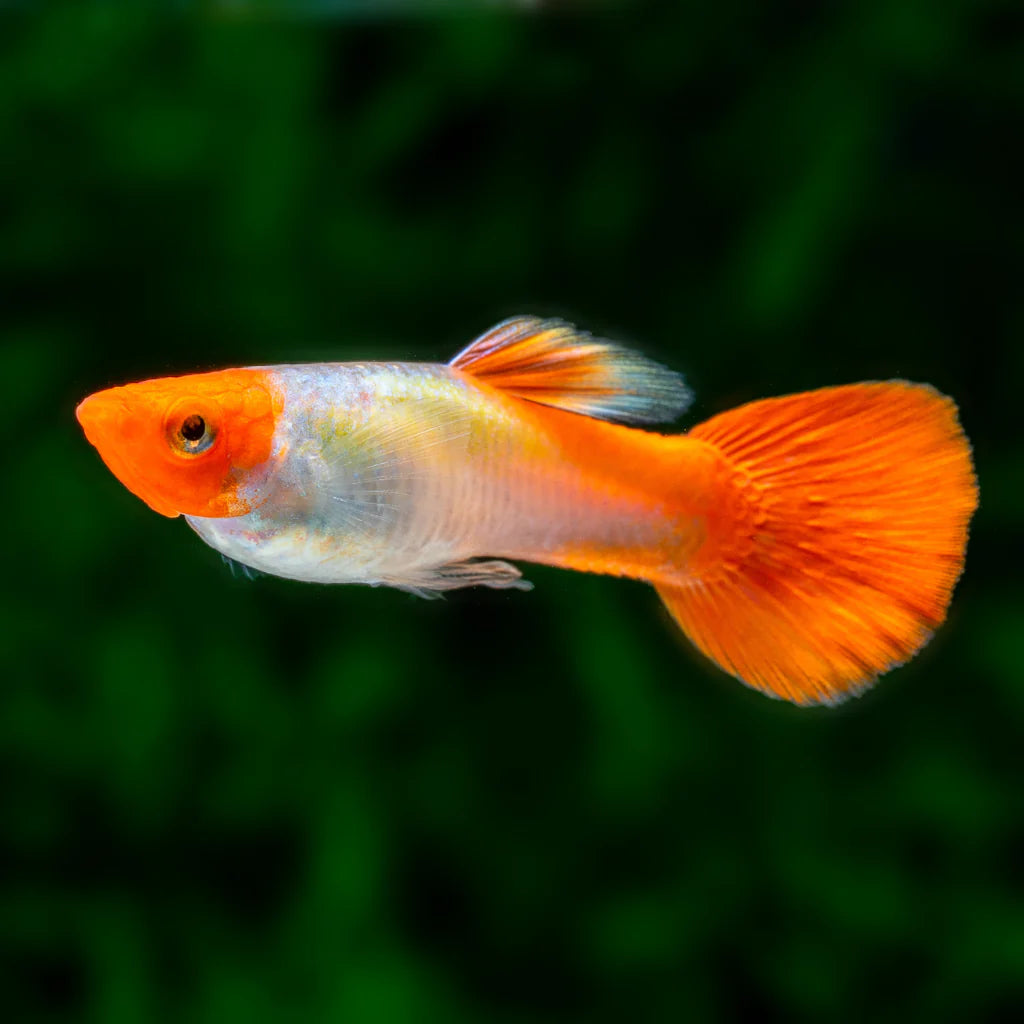 Guppy Koi