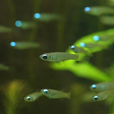 Plant Tank Fish Assorted (Pair) = Neon Tetra┃Cardinal┃Harlequin Rasbora┃Red Ember┃Lamp Eye