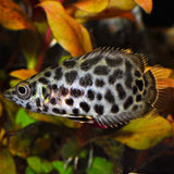 Leopard Gourami (4-5 Cms) | Single