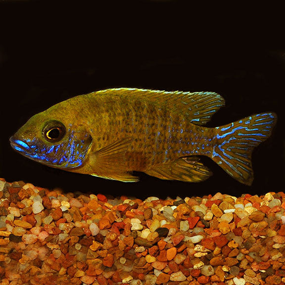 Malawi Peacock Cichlid Yellow (Size 2 Inches) | Single