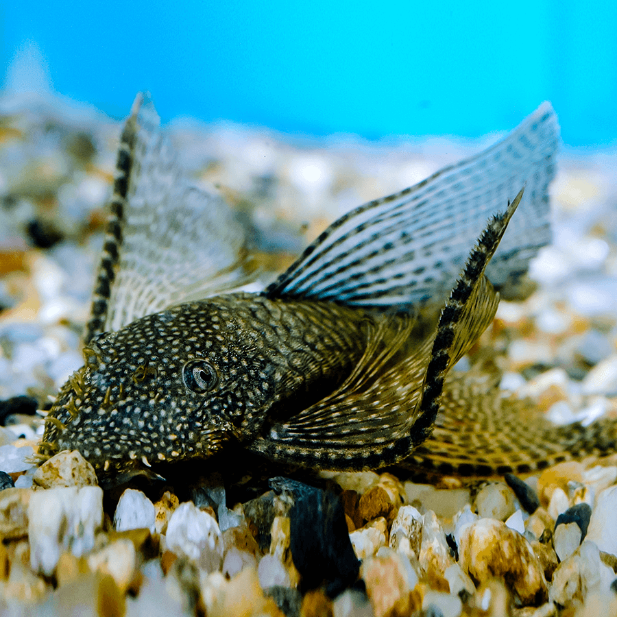 Algae Eater Bristlenose Black Pleco Veiltail (3-4 Cms) Single