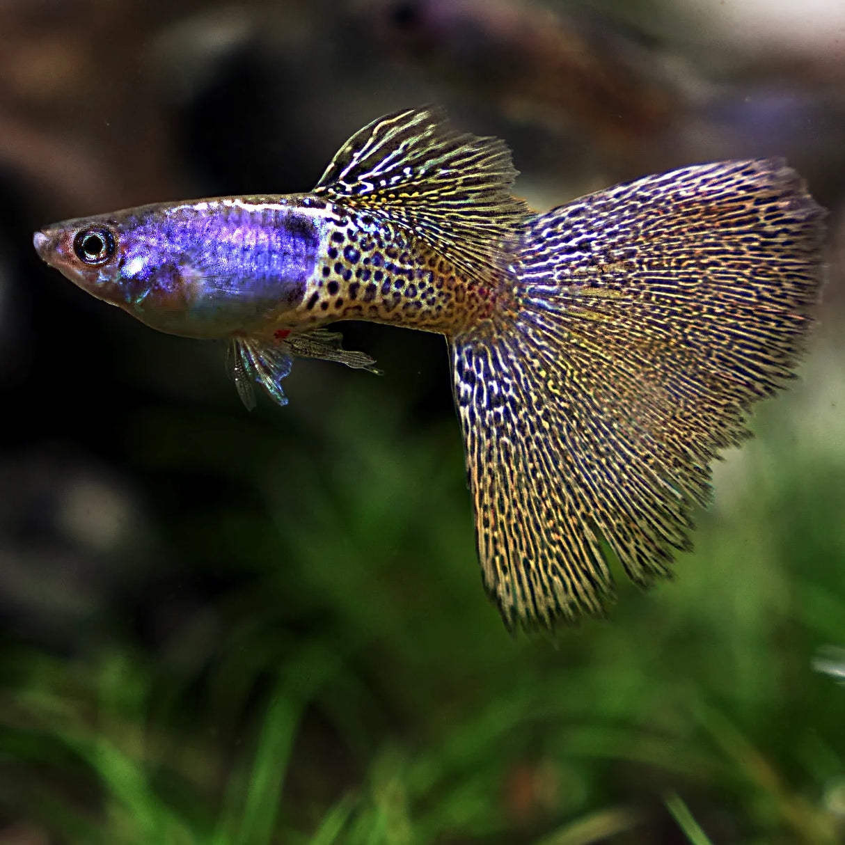 Guppy Metal Yellow Lace | Male & Female