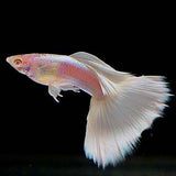 Guppy Albino Milky White