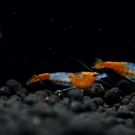 Shrimp Orange Rili | Single