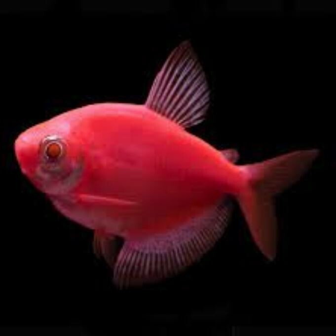 Widow Pink Color Tetra | Single