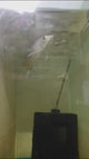 Golden Arowana Super High Back (7-8 Inches) With Certificate