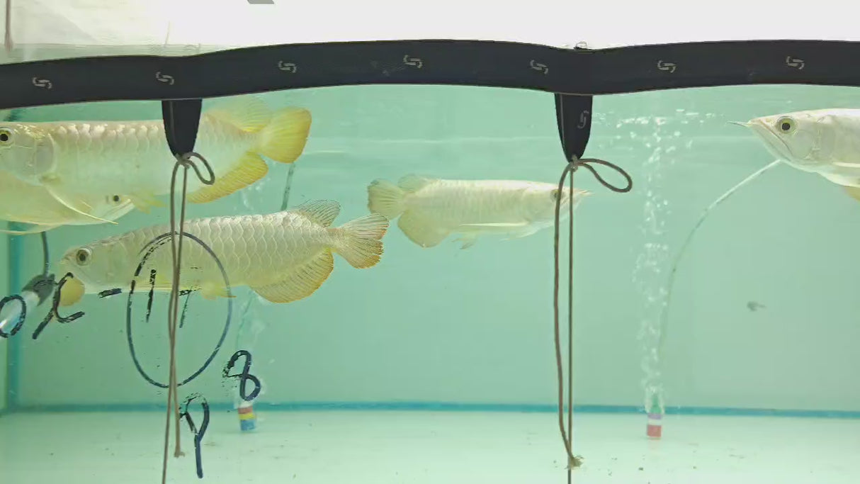 Arowana 24k Golden (8 - 9 Inches) | Single