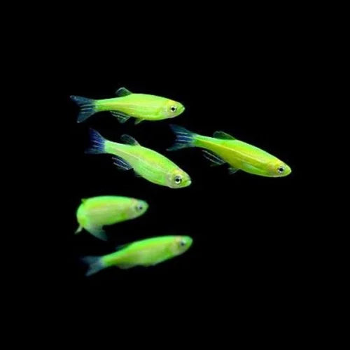 Zebra Glow Electric Green | Single