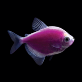 Widow Purple Color Tetra | Single