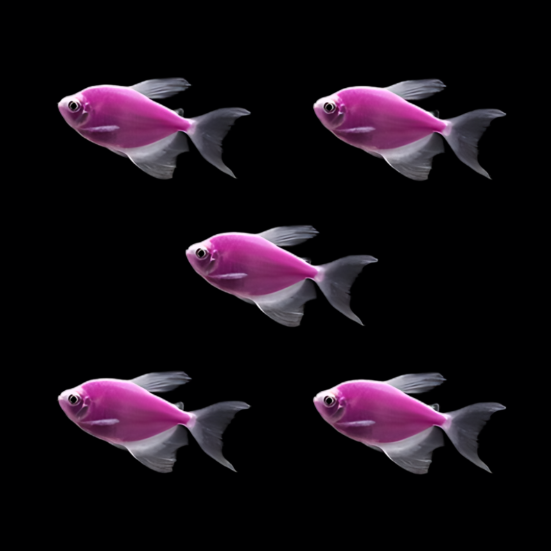 Widow Purple Color Tetra | Single