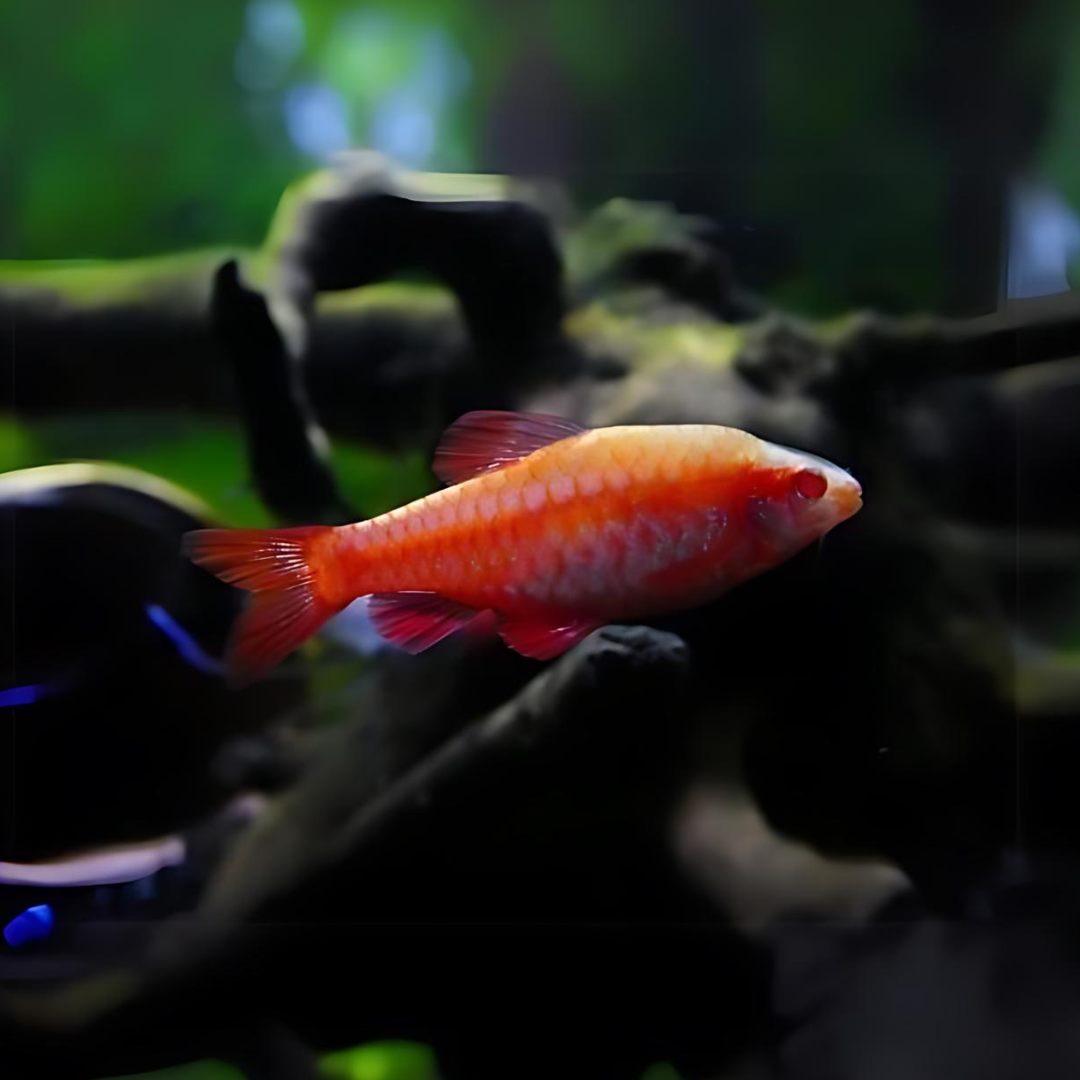 Albino Cherry Barb | Planted Tank Fish | Single