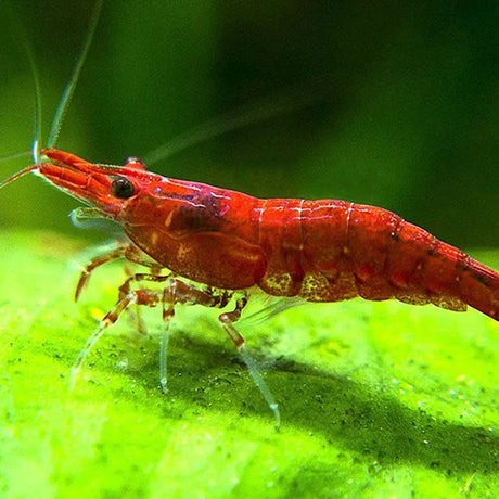 Shrimp Sakura Red | Single