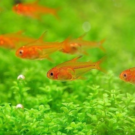 Red Ember Tetra | Planted Tank Fish | Single