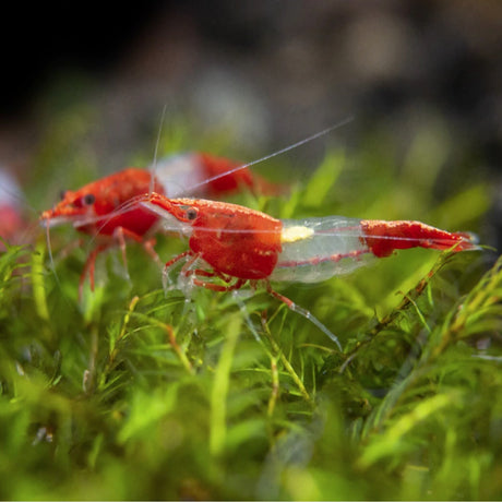 Shrimp Red Rili | Single