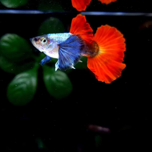 Guppy Red Tail Dumbo Ear | Male &  Female