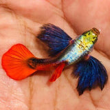 Guppy Red Tail Dumbo Ear | Male &  Female