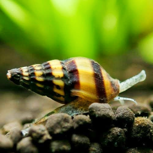 Snail Eater Assasin snail | Single