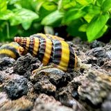 Snail Eater Assasin snail | Single