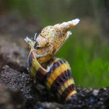 Snail Eater Assasin snail | Single