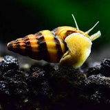 Snail Eater Assasin snail | Single