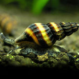 Snail Eater Assasin snail | Single